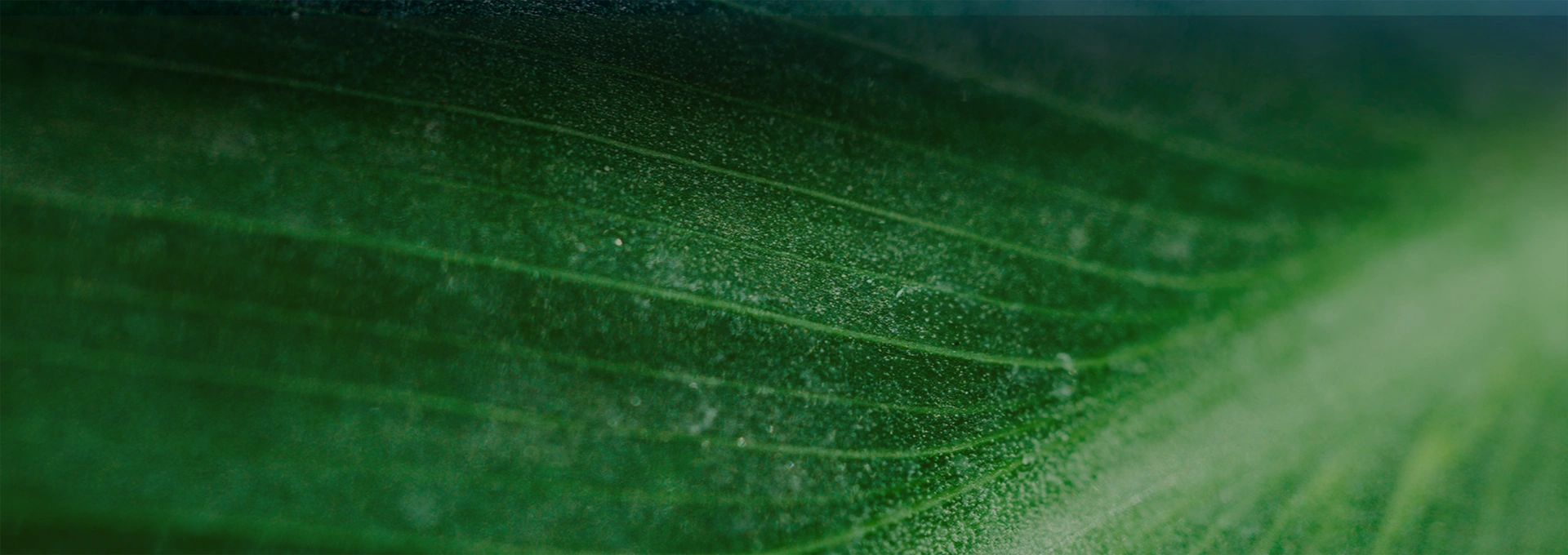 الاستدامة-بانر